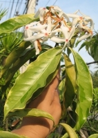 Копсия древовидная вариегатная-Kopsia arborea albomarginata