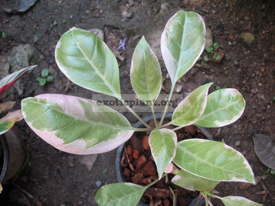 Solandra grandiflora albomarginata