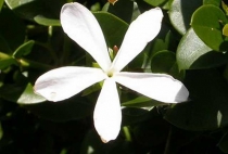 Карисса Grandiflora