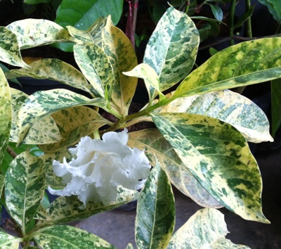 Tabernaemontana Flore Plena variegate = Tabernaemontana ( Golden variegated double flower
