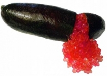 Пальчиковый лайм australian finger lime Crimson Tide