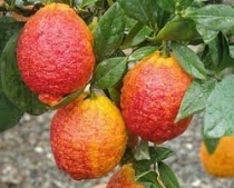 Citrus limonimedica "RICCO ROSSO"