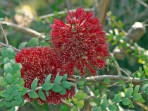 Малалеука (чайное дерево) Elliptica