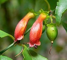 Halleria lucida ( Халлерия светлая) Фуксивое дерево со съедобными плодами.        