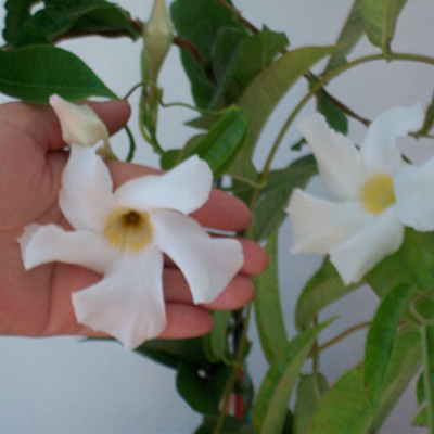 Мандевилла белая крупноцветковая