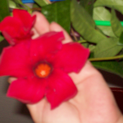 Мандевилла красная крупноцветковая