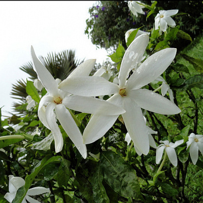 Gardenia Nitida ( Гардения нитида)