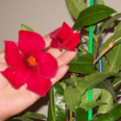 Мандевилла красная крупноцветковая