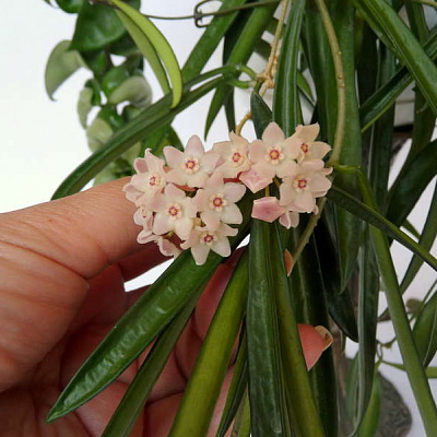 Longifolia Взрослое растение на цвету