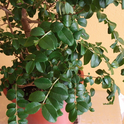 ЛУМА чилийский мирт-Luma apiculata