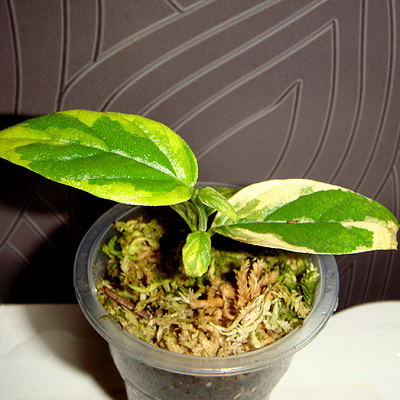 Никтантес вариегатный-Nyctanthes arbor-tristis variegata