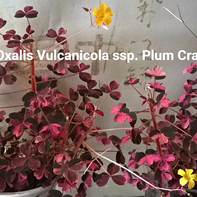 Oxalis Vulcanicola ssp. Plum Crazy.