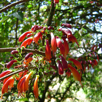 Halleria lucida ( Халлерия светлая) Фуксивое дерево со съедобными плодами.        