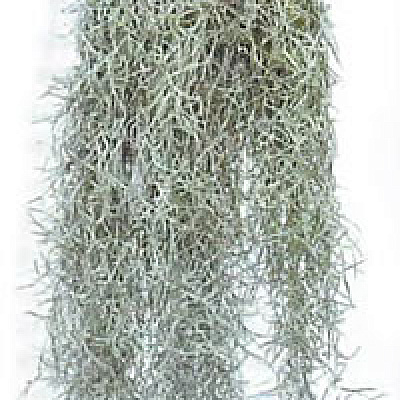 Тилландсия уснеевидная или тилландсия испанский мох.