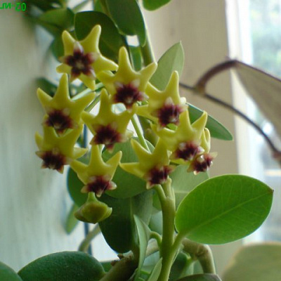 cumingiana (взрослое растение)