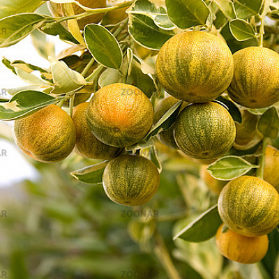 Citrofortunella Microcarpa 'Variegata'