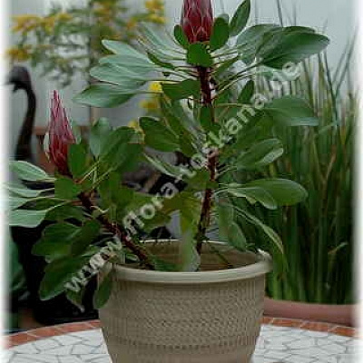 Протея-Protea cynaroides-Knigsprotea