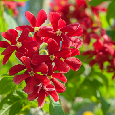 Ятрофа цельнокрайняя красная   Jatropha integerrima red