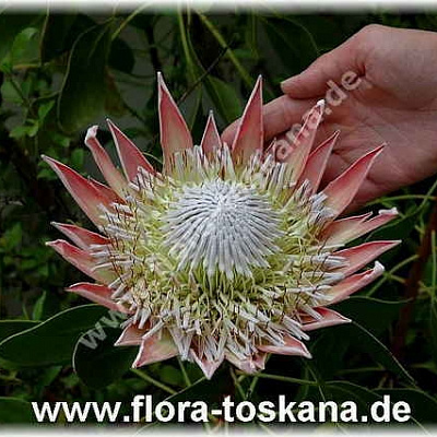 Протея-Protea cynaroides-Knigsprotea