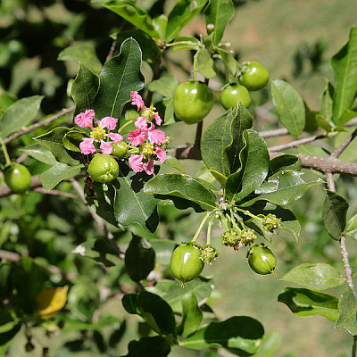 Барбадосская вишня Malpighia punicifolia