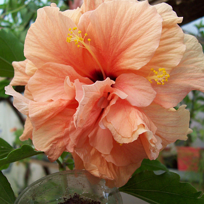 Персиковый крупноцветковый