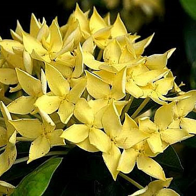 Ixora sp.(T01) variegated  yellow flower