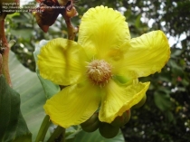 Dillenia suffruticosa(yellow flower) 