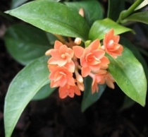 Ixora sp.(T14) orange flower and triple petal