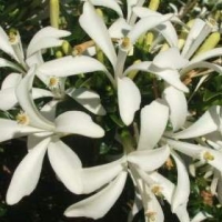 Туррея туполистная-Turraea obtusifolia