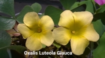 Oxalis Luteola Glauca. Оксалис Лютеола Глаука.