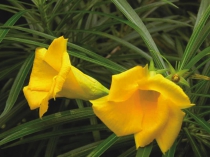 Тиветия Thevetia или желтый олеандр