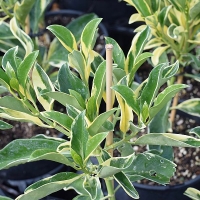 Фагрея цейлонская вариегатная Fagraea ceilanica variegated