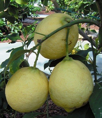 C. limone Vaniglia Сладкий лимон