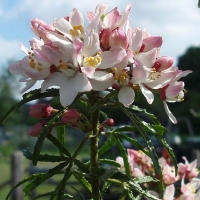 Шуазия Apple Blossom- Choisya x dewitteana 'Apple Blossom'