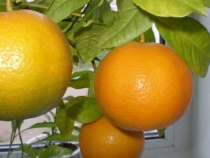Апельсин Аранция