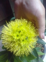  Xanthostemon chrysanthus (yellow flower)