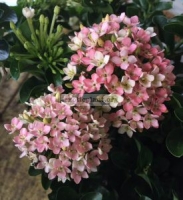 Ixora sp.(T38) Bicolor flower (pink and white)(wavy leaf)