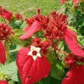 Муссаенда двойная красная-Mussaenda erythrophylla Double red 