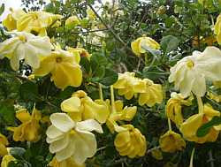 Gardenia volkensii ( Гардения трансваальская)