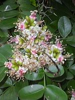 Schotia latifolia ( Шотия широколистная).