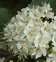 Dombeya rotundifolia ( Домбея круглолистная)