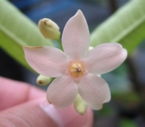 Wrightia (soft pink flower) Natural hybrid betccineaween W. co x W. religiosa на бутонах.