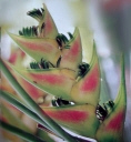 Геликония Heliconia wagneriana Tricolor