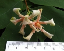 Wrightia arborea =(Wrightia tomentosa) (southern Thailand)
