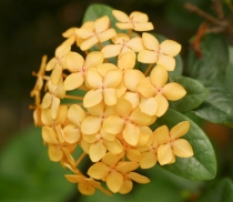 Иксора (желтая крупноцветковая)