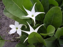 Жабороза цельнолистная-Jaborosa integrifolia