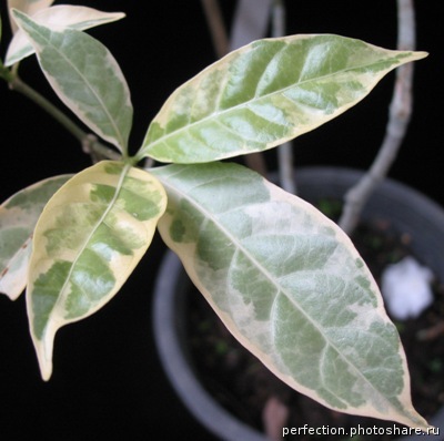 Tabernaemontana divaricata ‘Cream margin leaf" вариегатная.