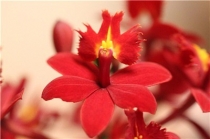 Epidendrum Red