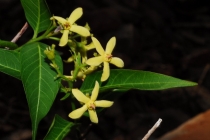 Wrightia natalensis (Райтия наталенсис)