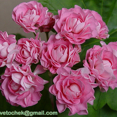 Пеларгония  Swanland Pink Australien Pink Rosebud